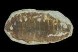 Pecopteris Fern Fossil (Pos/Neg) - Mazon Creek #92297-2